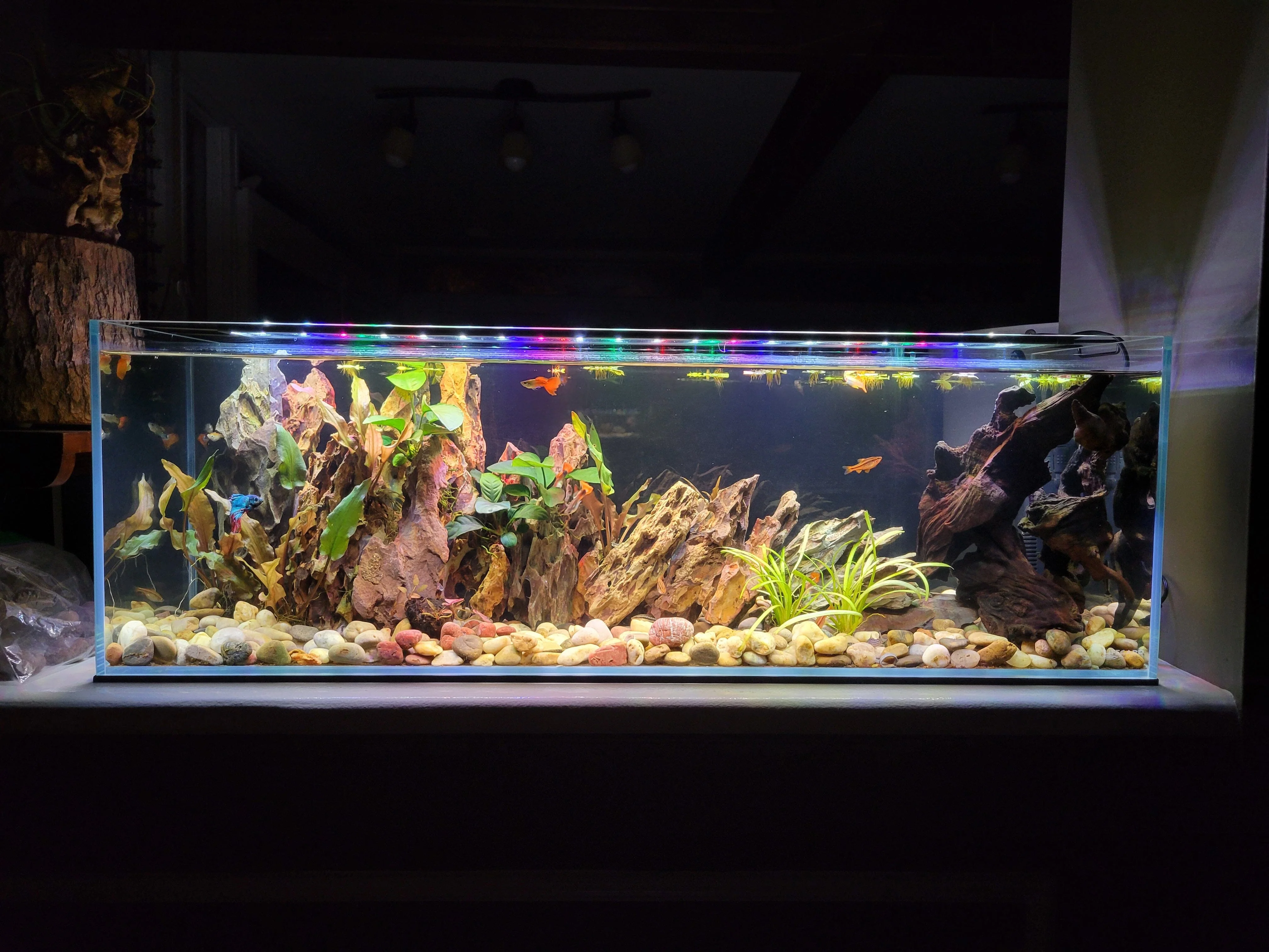 Lifegard Aquatics 11 Gallon Bookshelf Aquarium Kit