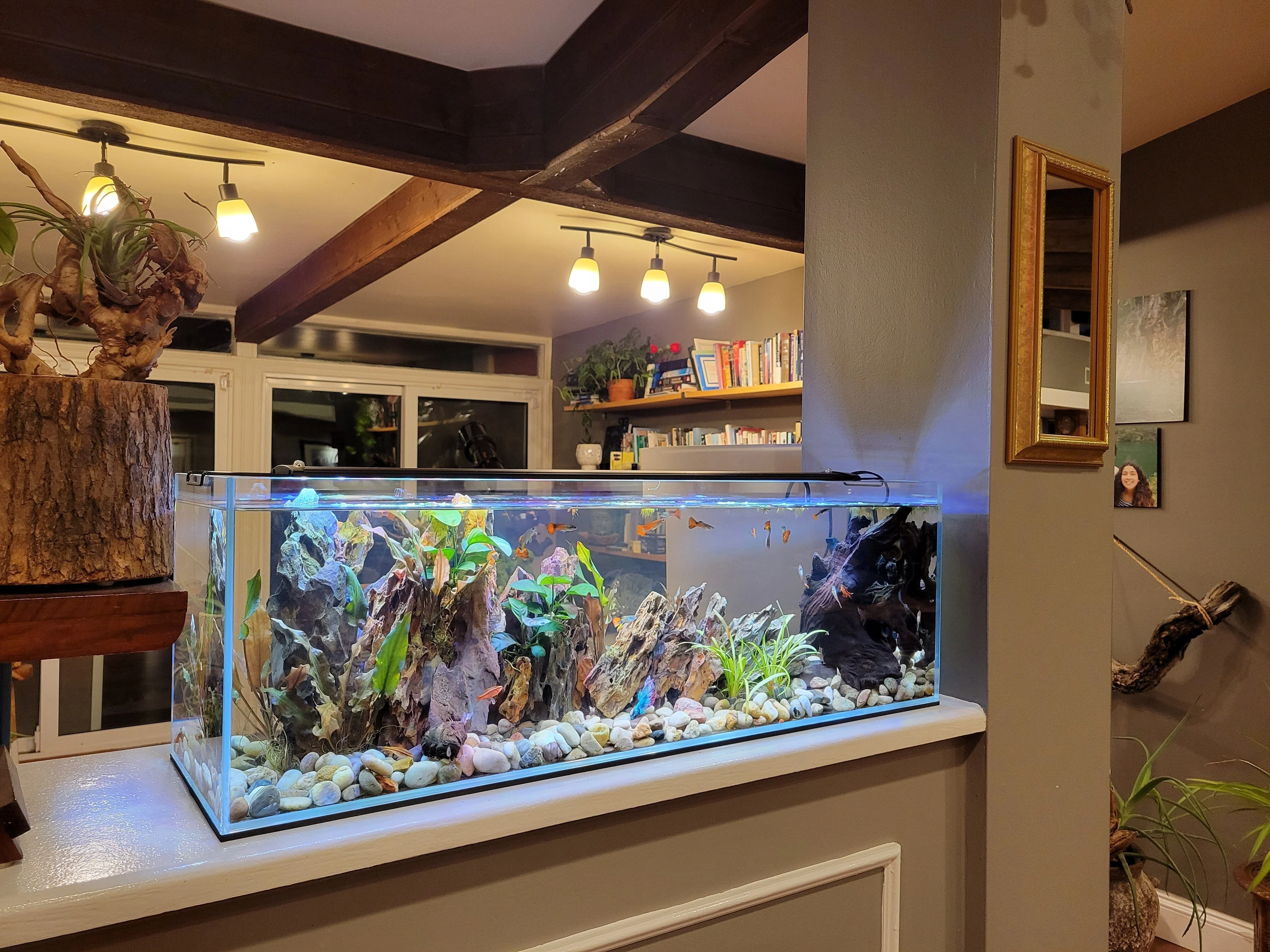 Lifegard Aquatics 22 gallon Bookshelf Aquarium Kit