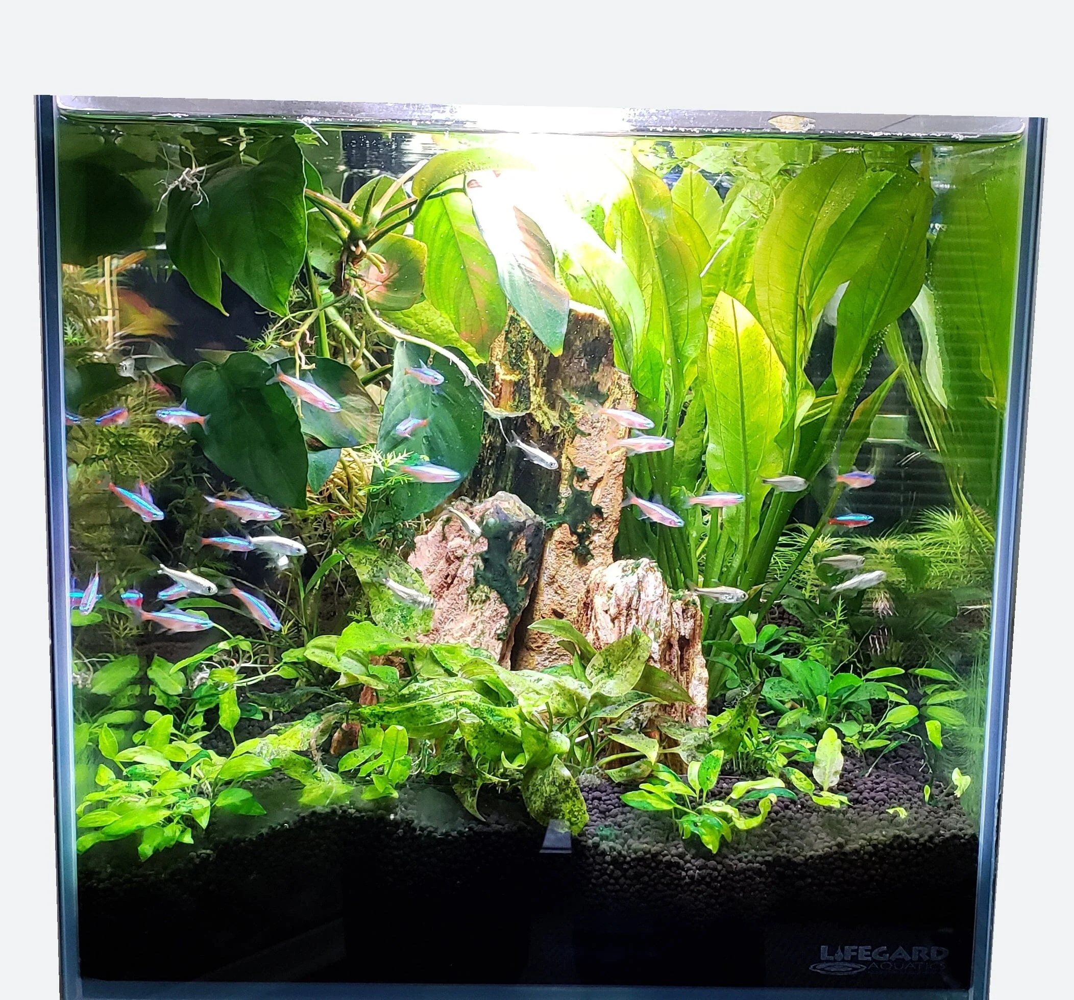 Lifegard Aquatics 14.26 gallon Crystal Aquarium