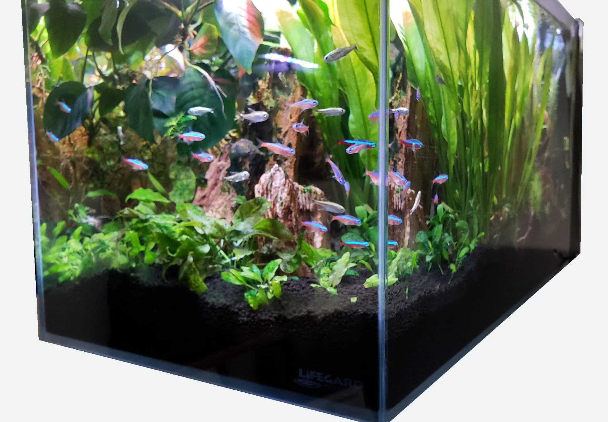 Lifegard Aquatics 14.26 gallon Crystal Rimless Aquarium