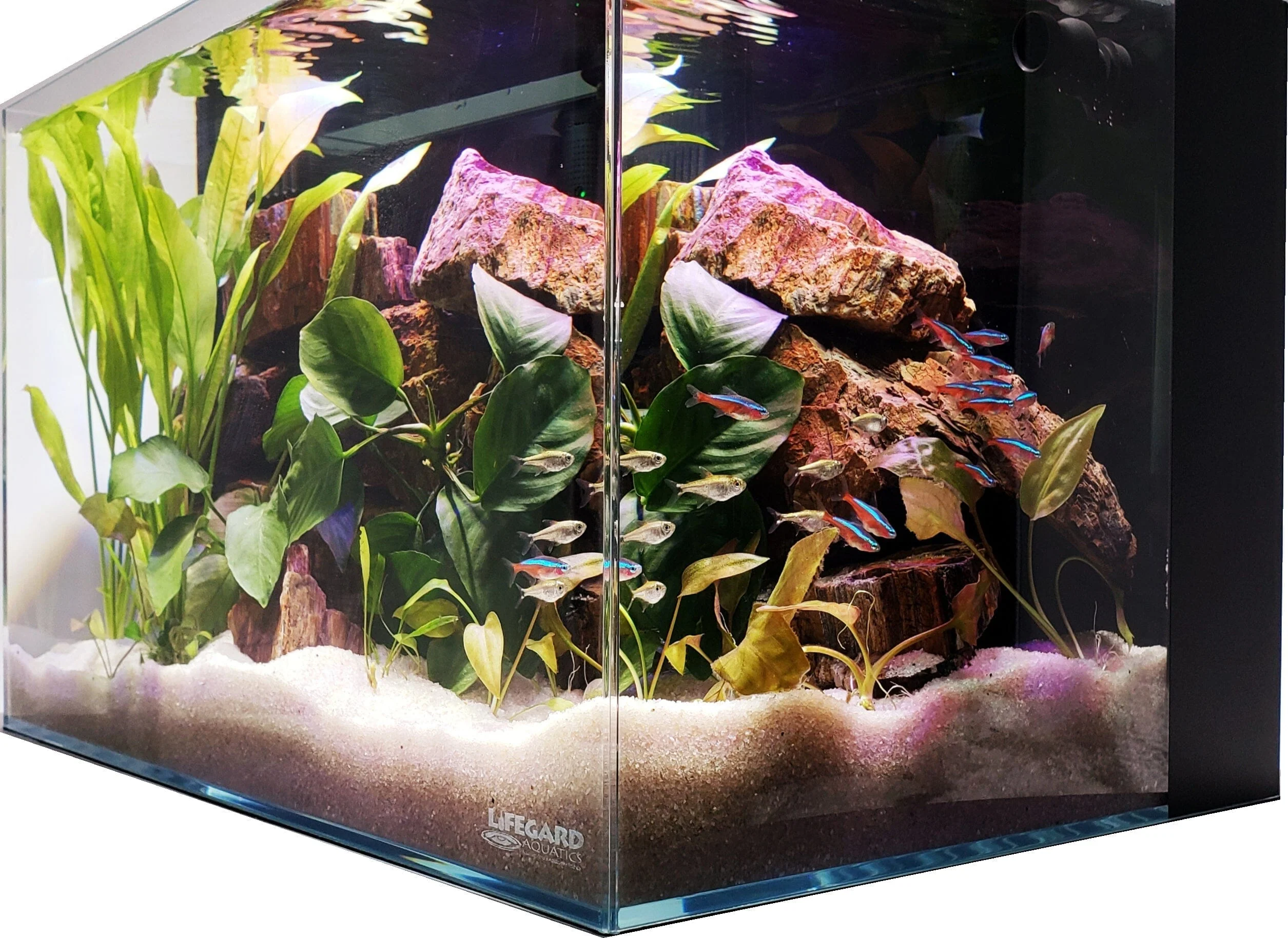 Lifegard Aquatics 24 gallon Aquarium Kit