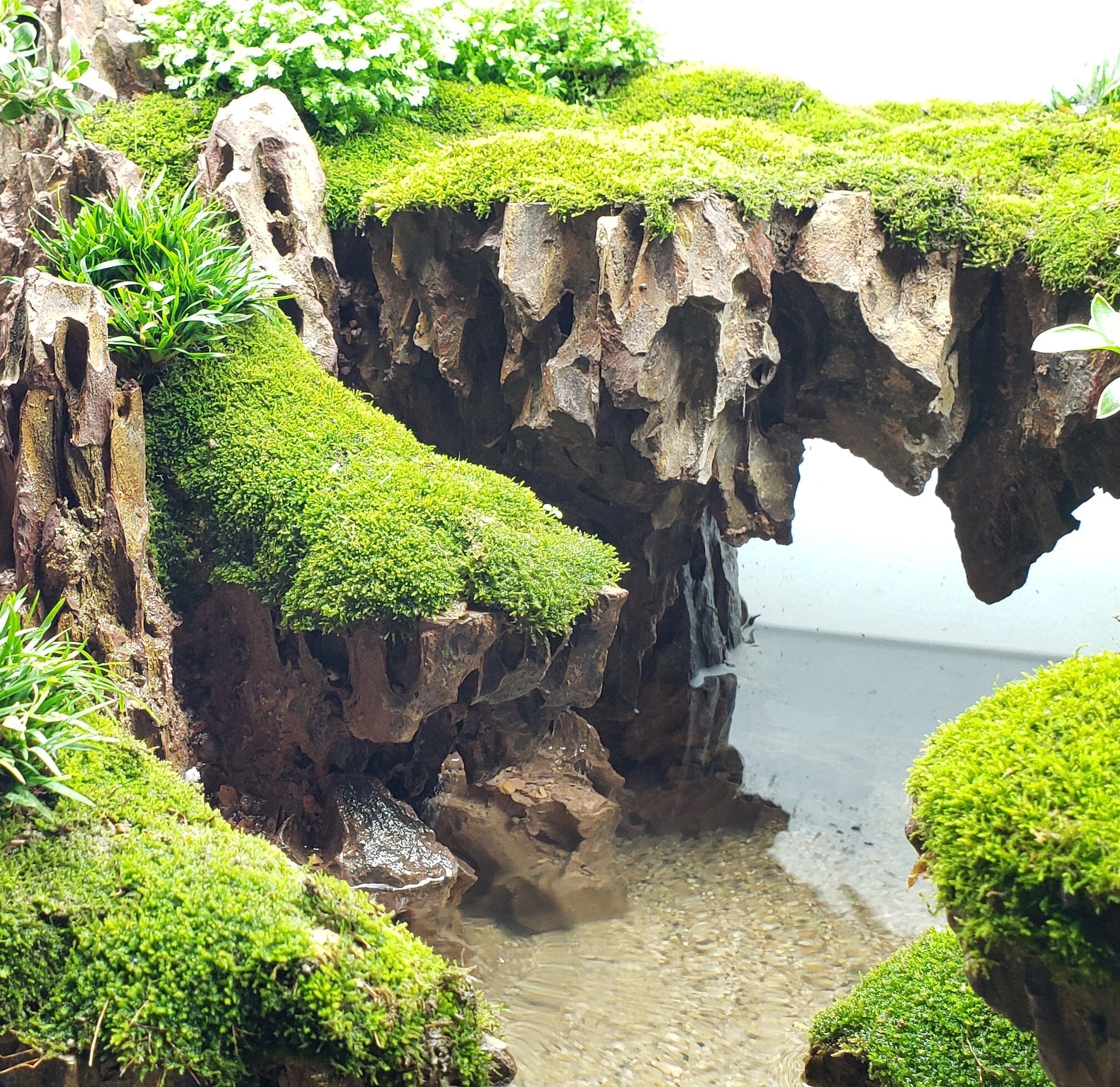 Lifegard Aquatics Dragon Wood Pack